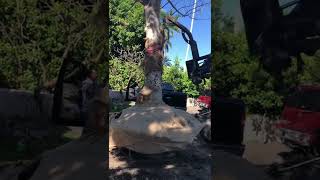 Installing a Specimen Silk Floss .. Mature Tree