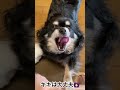 リアルな猫のぬいぐるみを犬たちに会わせたら⁉️