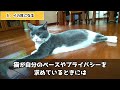 気づかないと危険！猫が飼い主を嫌いになり始めた時にする行動８選【保護猫】