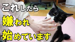 気づかないと危険！猫が飼い主を嫌いになり始めた時にする行動８選【保護猫】