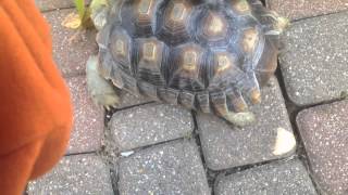 Albert the tortoise