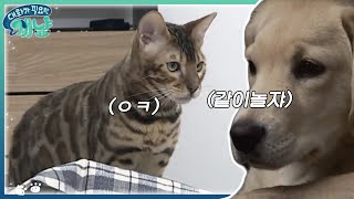 알고보니 사이좋은 강아지와 고양이🐾 그저 친해지고 싶었을 뿐 | #대화가필요한개냥 EP12 #07