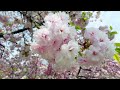 【広島桜vlog】広島造幣局「花のまわりみち」お花見散歩2022～cherry blossoms at mint hiroshima bloomed