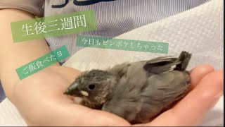 【文鳥の雛】食後手の平でまったりする雛　Java sparrow 문조