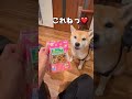 配達ポンさん🐶🎵 柴犬 チワワ shorts