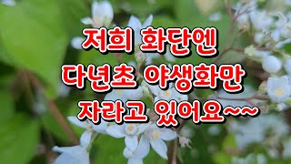 저희화단엔(중부지방) 다년초 월동되는 야생화만 키우고 있어요~~#자엽안개나무 #꼬리조팝 #진궁나무~~#야생화들