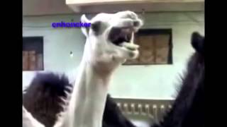 Camel Being Tickled