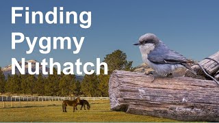 Finding Birds: Pygmy Nuthatches in the West