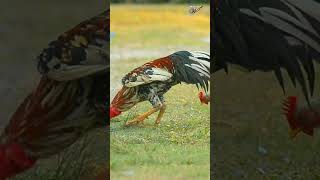 Wild fowl, rooster of many colors #shorts #wildfowl #nature