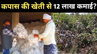 #cottonfarm कपास की‌‌ खेती‌ से 12 लाख कमाई? । kapash ki Kheti kaise Karen?