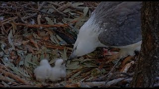 White Bellied Sea Eagles ~ Lady Feeds Both Babies ~ Full Crops Food Coma 8.2.19