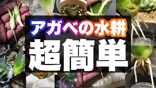 アガベ　水耕管理は超簡単！？　発根