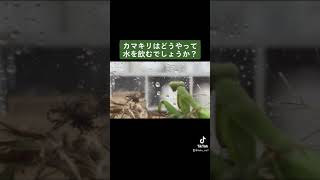 カマキリはどうやって水を飲むでしょうか？