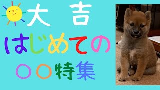 豆柴大吉＃１９『大吉　はじめての〇〇特集』【仔犬】【生後２ヵ月】