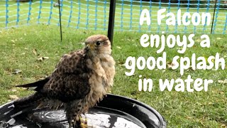 Gulliver the Tri-bred falcon enjoying a bath | Short Video