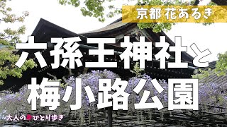 京都：六孫王神社と梅小路公園でプチお花見散歩  A 15-minute from Kyoto Sta. on foots, a spring flowers viewing walk