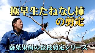 落葉果樹【極早生たねなし柿編】整枝･剪定(2021)