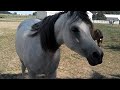 horse greeting