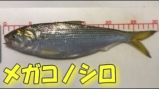 若洲海浜公園で釣った巨大30cmコノシロを捌き巻き寿司にしたら絶品のうまさでおススメの食べ方！