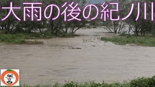 【 うろうろ和歌山 】 紀ノ川 川辺橋 あたり 台風11号 の 大雨 の後の 和歌山県 和歌山市