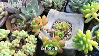 多肉植物｜果冻绿色的“春萌”还挺养眼的；露台养护利弊，“烟煤病”又来了