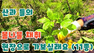 봄나물 산나물 11종 채취 현장. 입맛 돋우는 봄나물 만나보세요. 귀촌 브이로그.