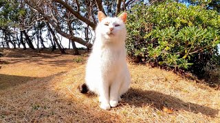 海辺の公園にいた野良猫がかわい過ぎる