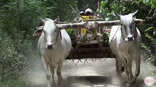 Ancient Cities Flotilla - Myanmar