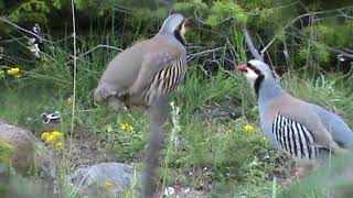 Keklik Avı Muhteşem (Bağlı) - الحجل طائر - куропатка - partridge