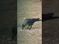 crow eating rice. shorts