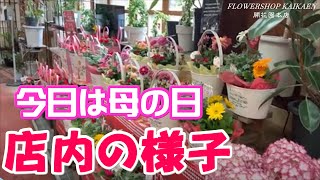 母の日当日  開花園本店  店内紹介  カーネーション  紫陽花  薔薇【お母さんいつもありがとう】開花園チャンネル