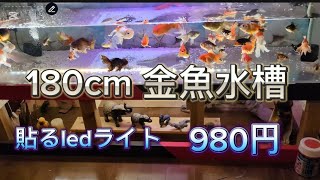 180cm 金魚水槽に貼る ledライト使ってみました㊙️㊗️金魚　goldfish     錦鯉　koifish   金魚水槽