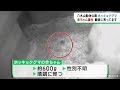 ホッキョクグマの赤ちゃん誕生　順調に育つ　仙台・八木山動物公園