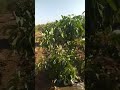 Plantation avocatier Hass Merchouch maroc