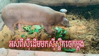 អស់ពីសុីដើមមកសុីស្លឹកចេកម្តង