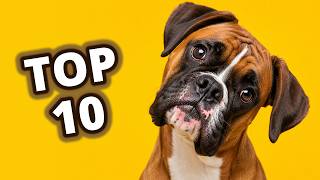 10 Sounds Dogs Can’t Ignore (Test Your Dog!)