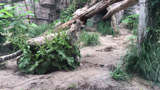 ユキヒョウ・アクバル雪豹snow leopard 札幌市円山動物園