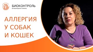 🐶 Аллергия у собак и кошек: симптомы, методы диагностики и лечение. Аллергия у собак и кошек. 18+