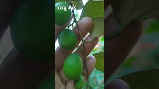 #নিজের বাগানের লেবু,বরই#viral #video #shorts #s#trendingshorts