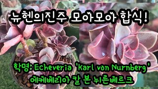 #다육생활함께해요!#뉴헨의진주모아모아합식!색도 이쁘고 착한 뉴헨의진주