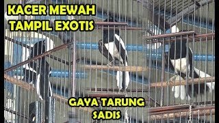 LOMBA KICAU BURUNG KACER - KACER MEWAH TAMPIL EXOTIS GAYA TARUNG SADIS TURUNKAN SAYAP