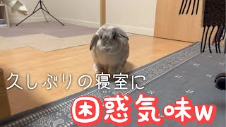 久しぶりに……模様替えした寝室をウサギさんに解禁したら…笑【ホーランドロップイヤー】