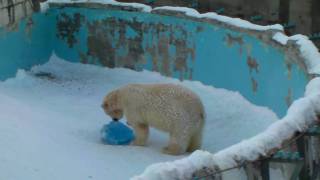 Polar Bear 20100117 ララ、イコロとキロル～眠る姿と遊び風景（円山動物園）