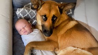 Huge German Shepherds Protect Baby As If It's Their Sibling