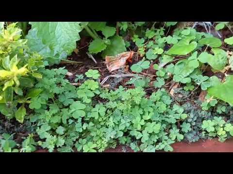 Does Toronto have fertile soil?
