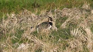 タゲリ(田鳧)　～ Northern lapwing ～