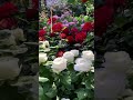 red ♥️ waite roses viralvideo shortsvideo rose flowers