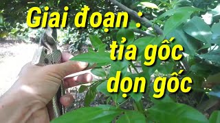 Khi nào cần phải dọn, tỉa gốc cho cây chanh/ lợi ích/ tác dụng...