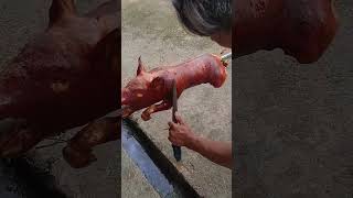 dito nyu makakita Yung lechon sa kitabog titay Zamboanga sibugay😱😱😱