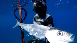 Spearfishing 15lb Awa North Shore Oahu